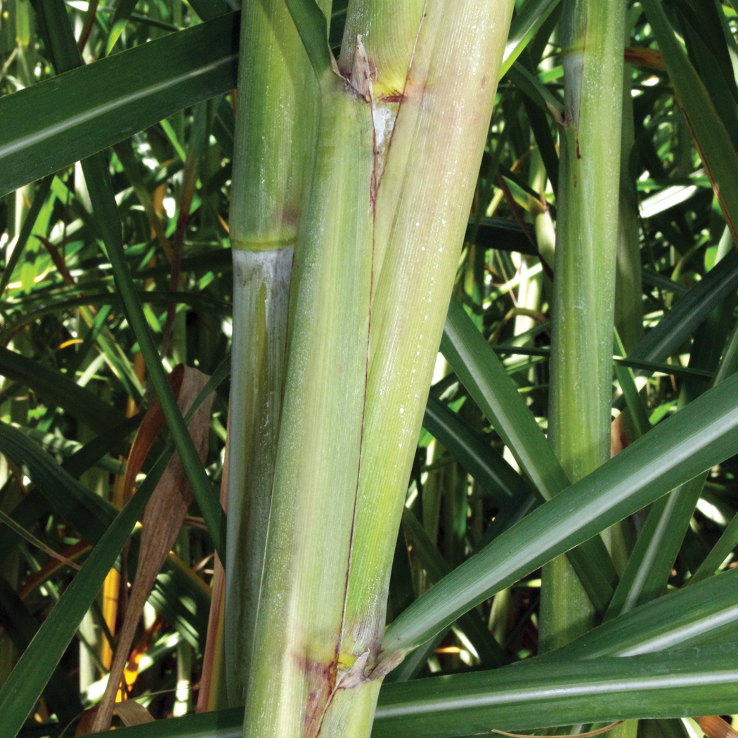 Sugarcane stalks showing leaf margins and nodes within dense green foliage.